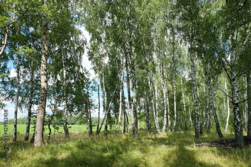 Summer landscape with a birch grove on a sunny day