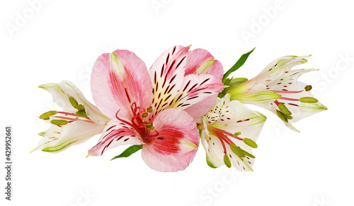 White and pink alstroemeria flower and buds in a floral arrangement photo