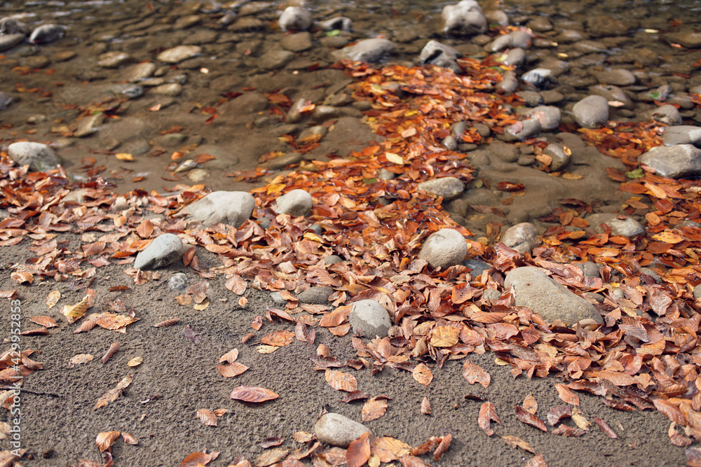 Autumn forest mountains fallen leaves river landscape Autumn forest mountains fallen leaves river landscape