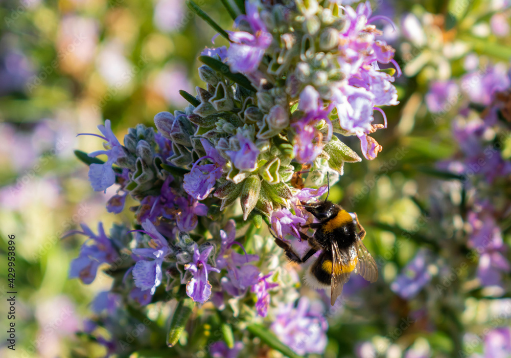 planta de romero en flor con abejorro polinizando, Salvia rosmarinus ,Bombus terrestris planta de romero en flor con abejorro polinizando, Salvia rosmarinus ,Bombus terrestris