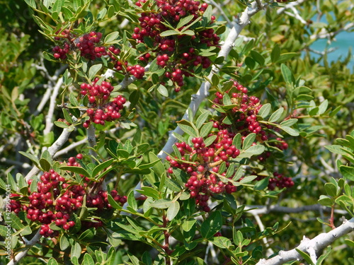 A mastic, or pistacia lentiscus, shrub, with fruit, in Attica, Greece