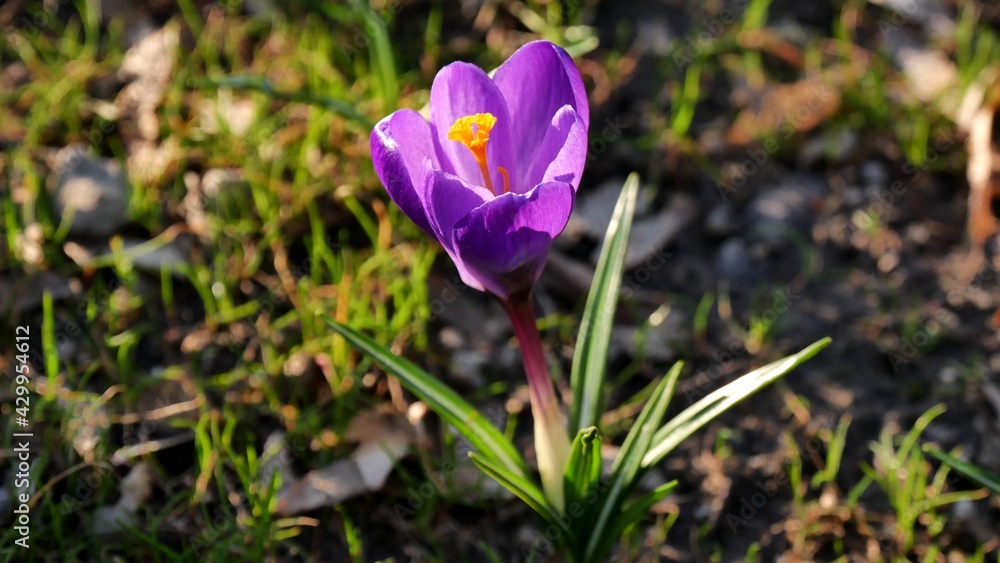 spring crocus flower spring crocus flower