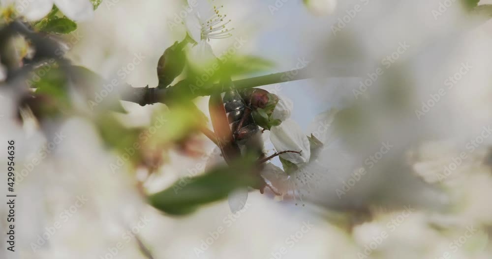 Maybug on a branch of a flowering fruit tree Maybug on a branch of a flowering fruit tree