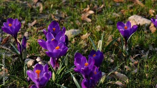 purple crocus flowers