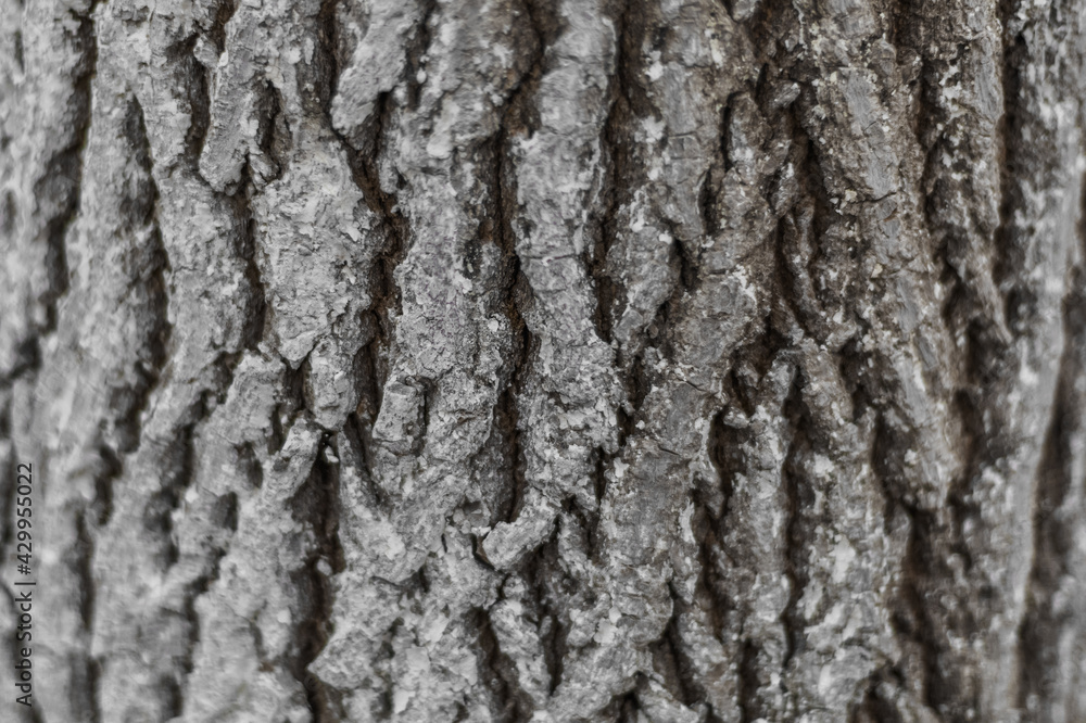 Tree trunk. Texture background Tree trunk. Texture background