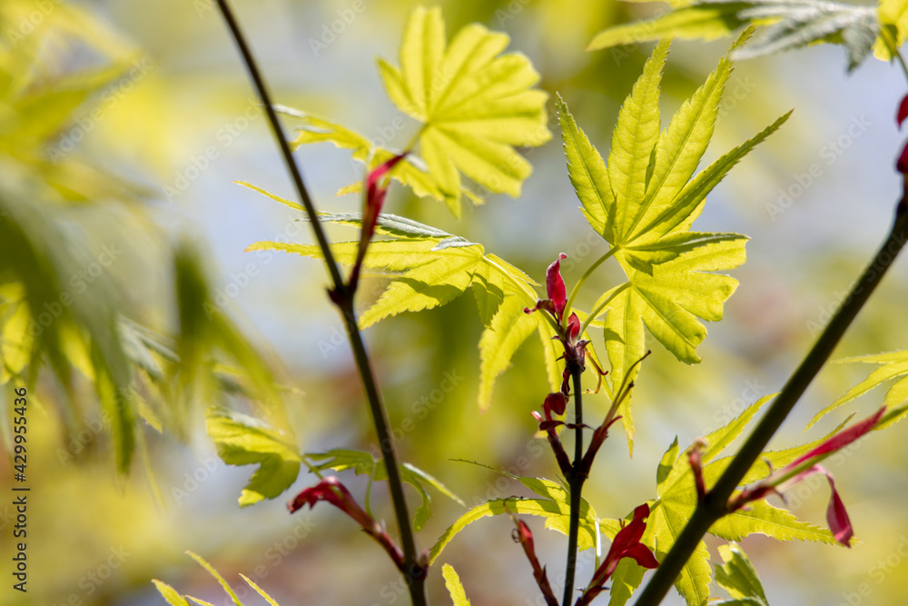 Obraz premium 風景素材 春の陽射しを浴びた新緑