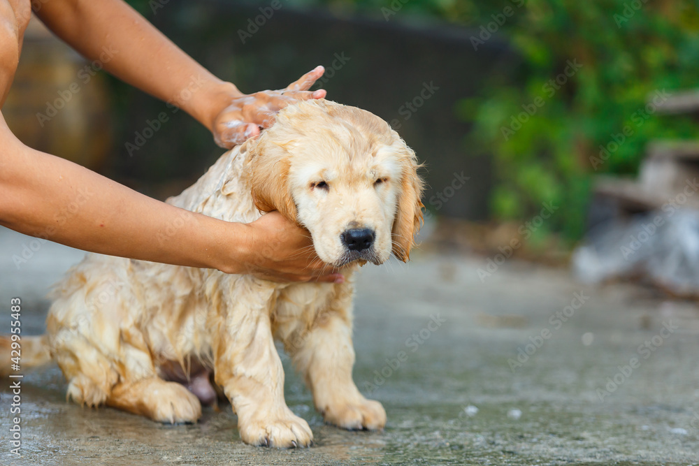A Golden retriever puppy bathing with happy moment. A Golden retriever puppy bathing with happy moment.