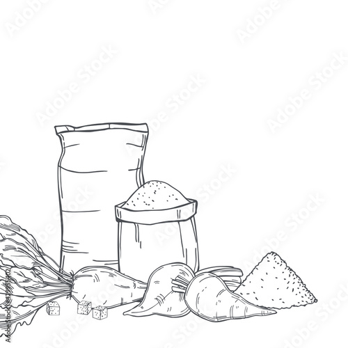 Sugar beet and sugar. Vector background.