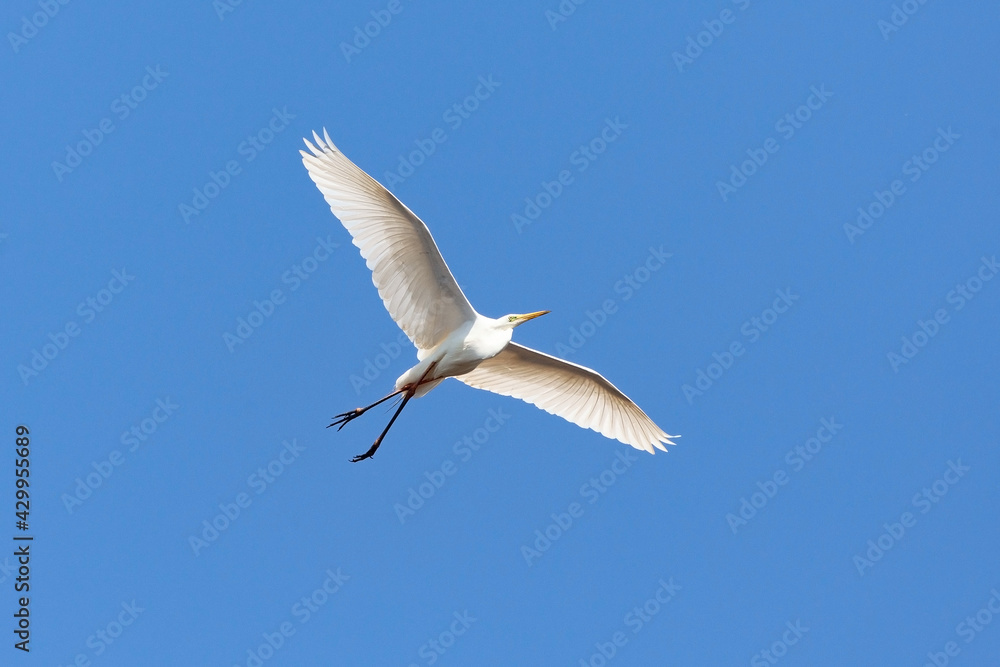 White great egret (Egretta alba) flying in blue sky in the delta of Volga River (near Caspian Sea, Astrakhan, Russia). White great egret (Egretta alba) flying in blue sky in the delta of Volga River (near Caspian Sea, Astrakhan, Russia).