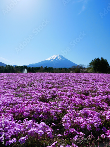 Fototapeta Naklejka Na Ścianę i Meble -  日本、山梨県、富士山と芝桜
