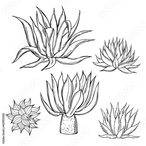 Agave. Vector illustration.