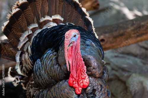 Male Turkey (Gobbler) closeup shot on a farm in spring