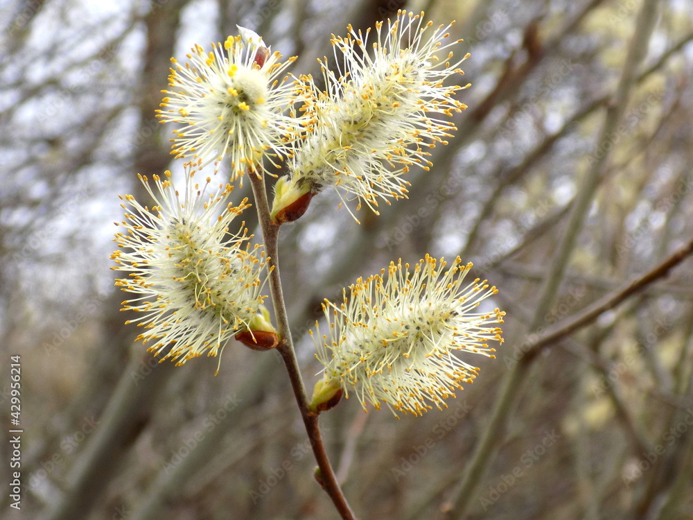 A warm spring day. Willow blooms with fluffy flowers. A warm spring day. Willow blooms with fluffy flowers.