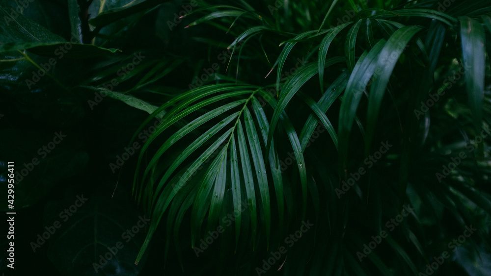 Palm leaf texture, tropical forest