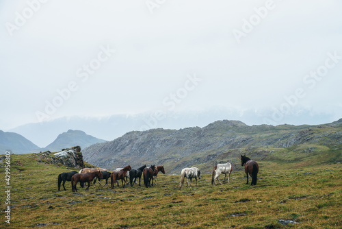 Beautiful horses graze in highlands. Scenic alpine landscape with horse herd on green hill among rocks. Snow-capped mountains in low clouds. Atmospheric scenery with herd of horses in overcast weather