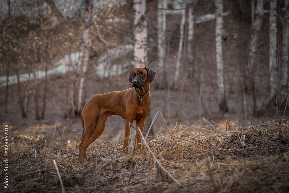 Beautiful dog rhodesian ridgeback hound outdoors on a forest background Beautiful dog rhodesian ridgeback hound outdoors on a forest background