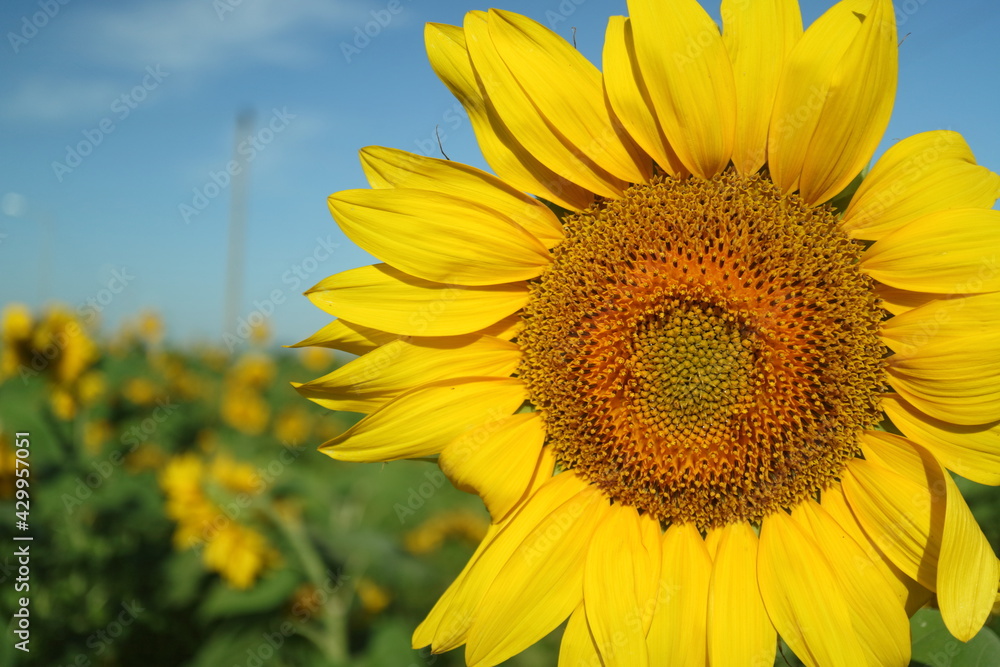 Fototapeta premium Yellow sunflowers on the field.