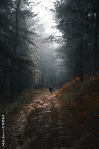 Moody Forest