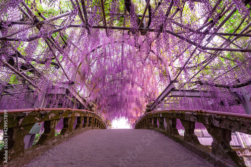 wisteria blooming over bridge, japan