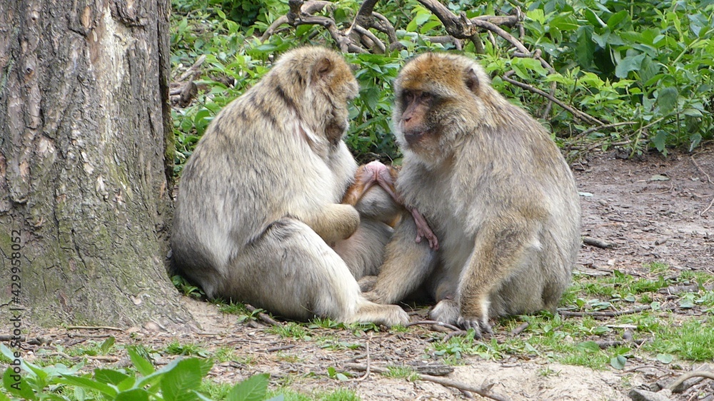  2014 - 06 - Mueritz - 15 - Malchow - Affenwald 50 