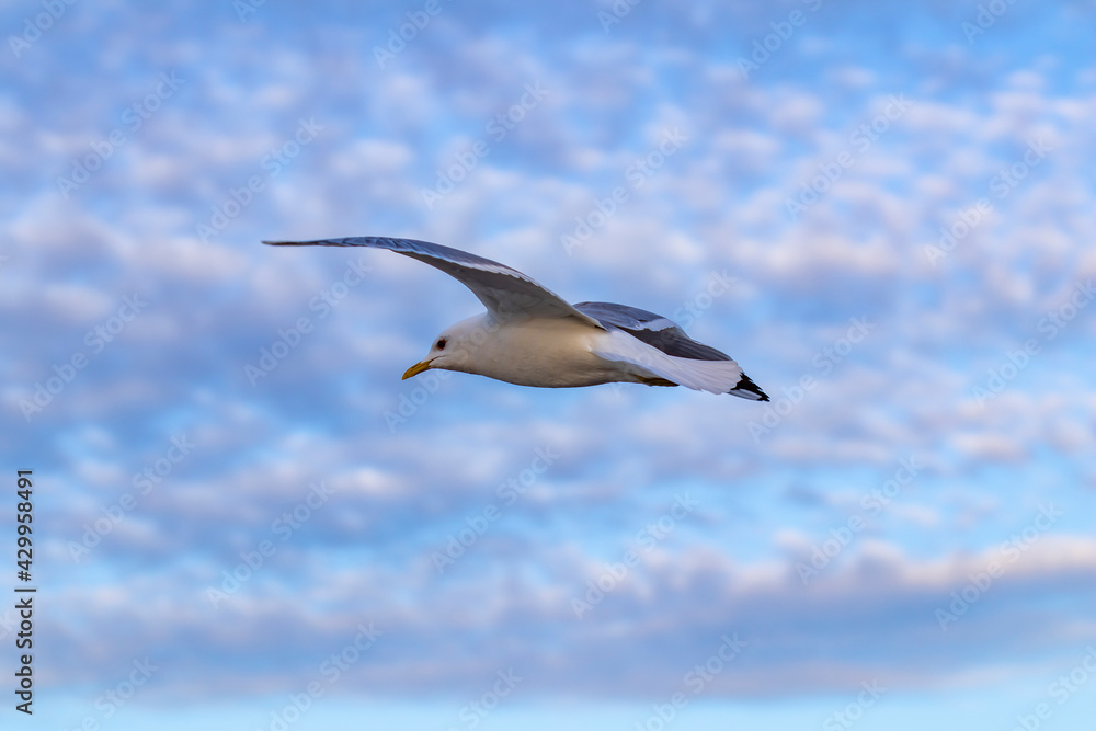 Obraz premium A seagull bird - European herring gull (Larus argentatus) flying with a cloudy sky and copy space in the background