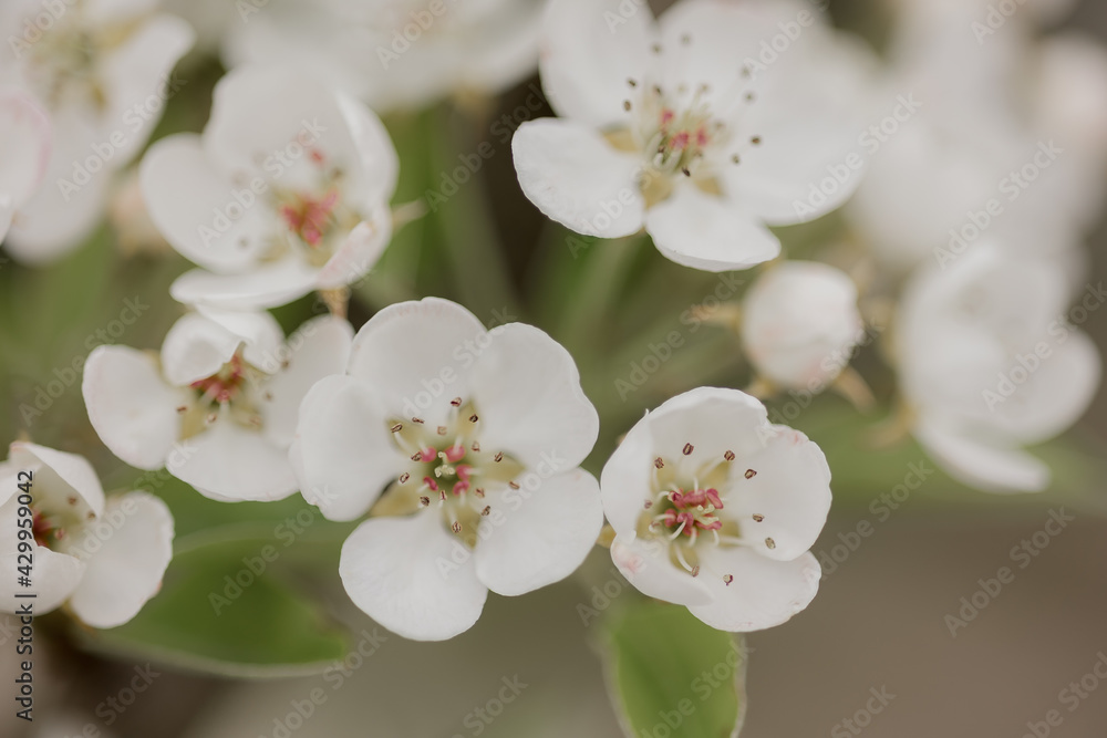 Fototapeta premium Natural flowers blossom. Tree flowers blooming in spring season. Close up of flowers in the garden. Light background including natural spring plants.