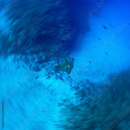 Artistic underwater photo of a Bullray photo