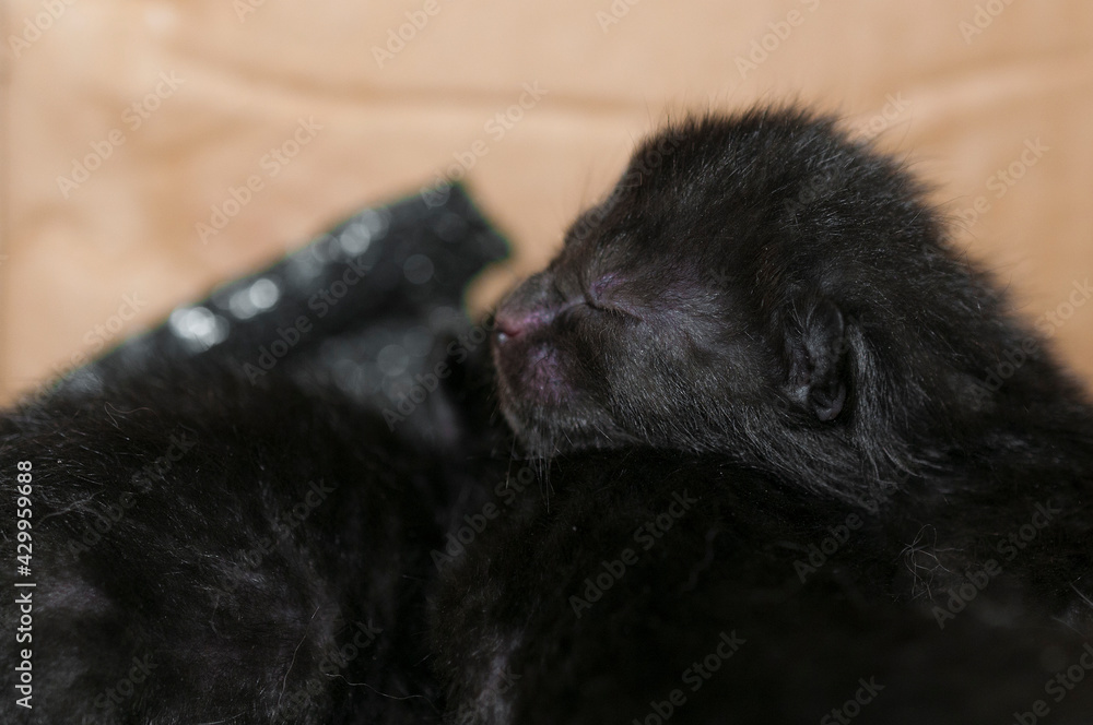 Black newborn kitten with closed eyes sleep on another kitten Black newborn kitten with closed eyes sleep on another kitten