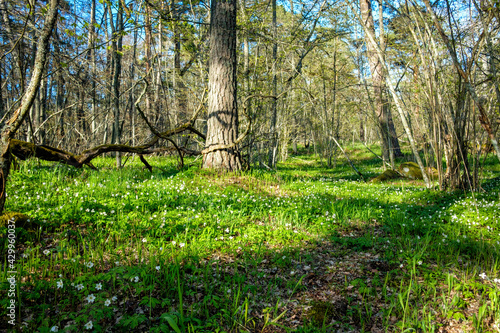 Springtime is the moment for wild wood anemones (windflower, thimbleweed, smell fox). Turku, Finland. © Finmiki