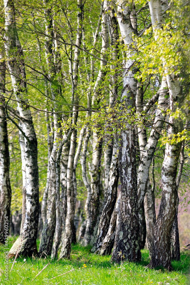  Groupe de Bouleau, arbre au printemps