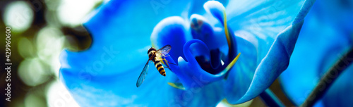 Korzystanie z darów natury, pszczoła, kwiat, niebieski storczyk © Andrzej