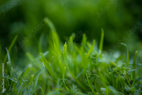 Green background with grass and organic plants.