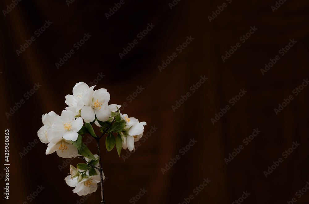 Obraz premium Flor blanca con fondo oscuro