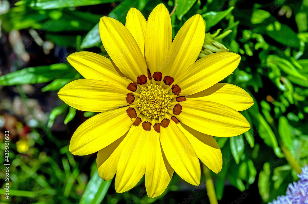 large yellow gazania flower blooming on the ground in the garden on a green foliage background large yellow gazania flower blooming on the ground in the garden on a green foliage background