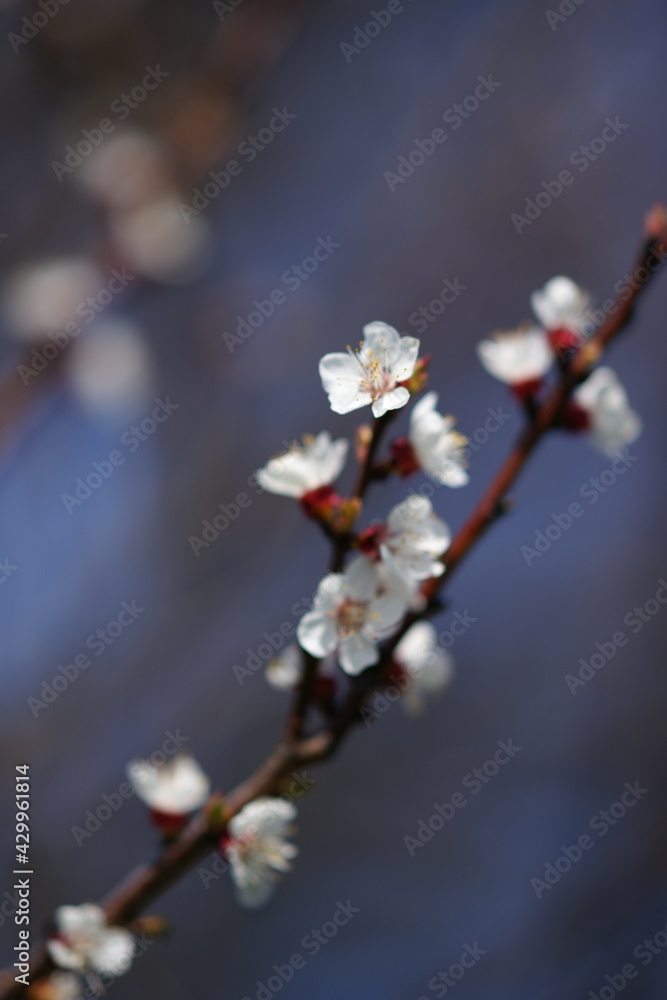 White flowers on apricot tree branch in sunny spring garden. White flowers on apricot tree branch in sunny spring garden.