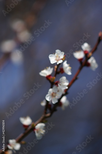White flowers on apricot tree branch in sunny spring garden.