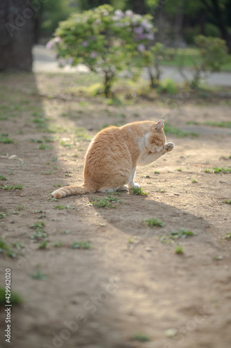 毛づくろい