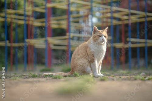 ジャングルジムの前で