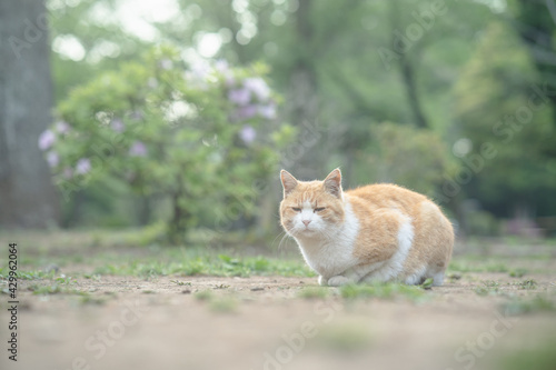 つつじの前で