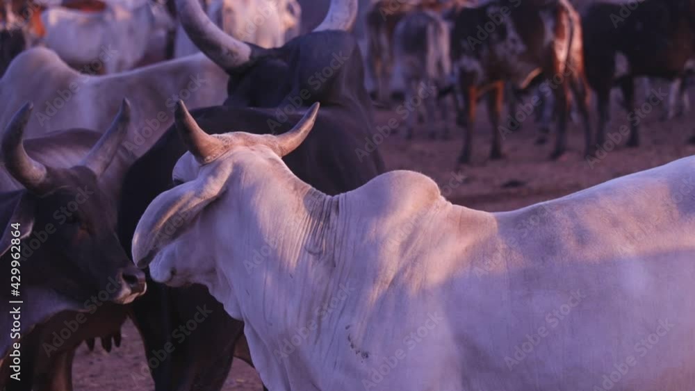 Indian Cows In Cow Farm African Cows Resting In A Field Cows In 200-best-cow-names-cute-funny-and-moo-gnificent-every-little-name