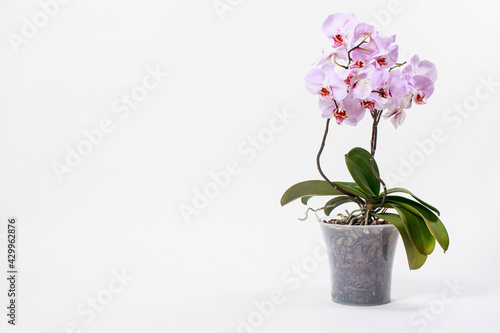Pink orchid with a delicate lilac pattern on the petals in a flower pot. Banner place for text  greeting card or calendar  gift or flower shop