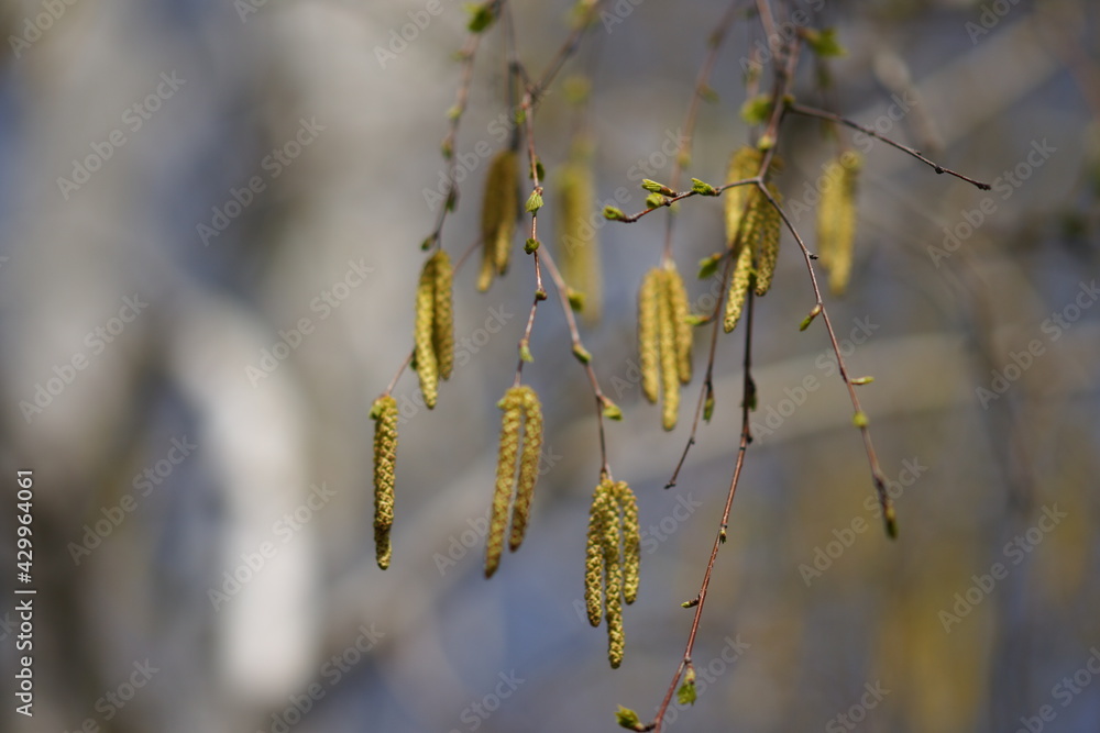 Naklejka premium Fresh birch catkins on tree branches