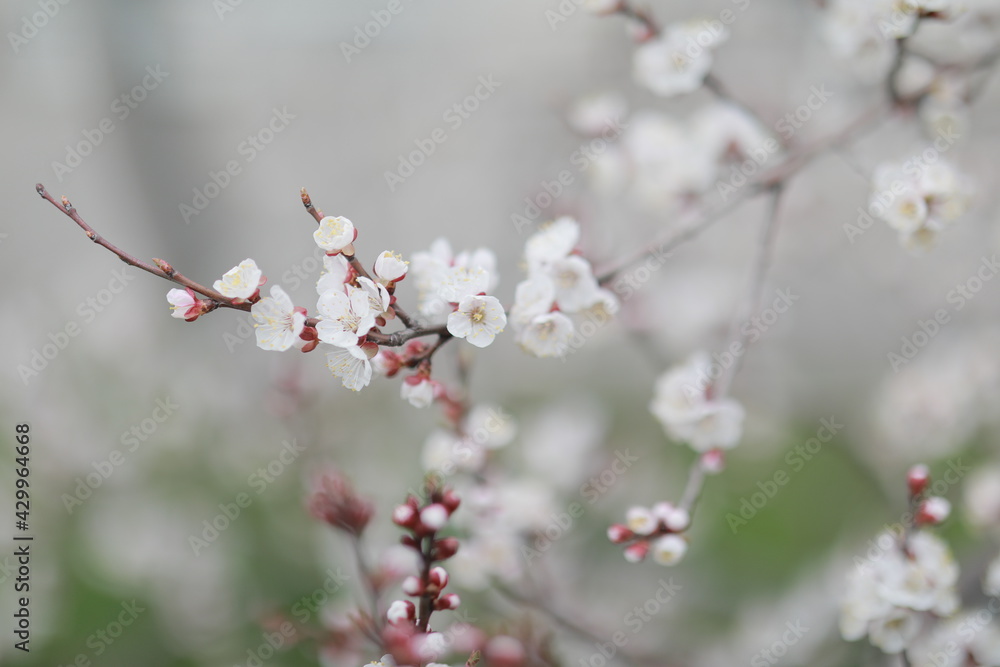 blooming apricot blooms and pleases everyone around