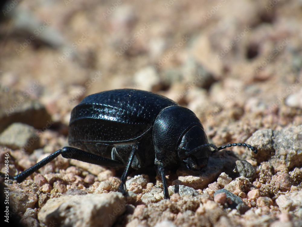 Scarabeo Scarabeo