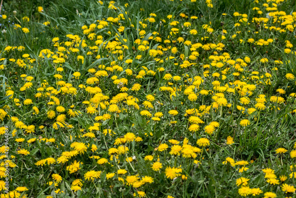 Obraz premium Dandelion (Taraxacum officinale)