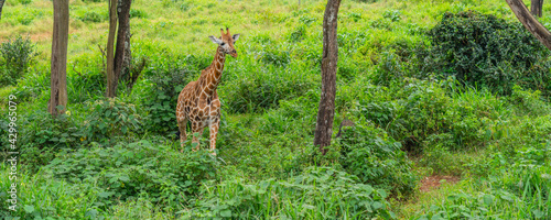 Photography Jung Giraffe walking on a green meadow in Kenya