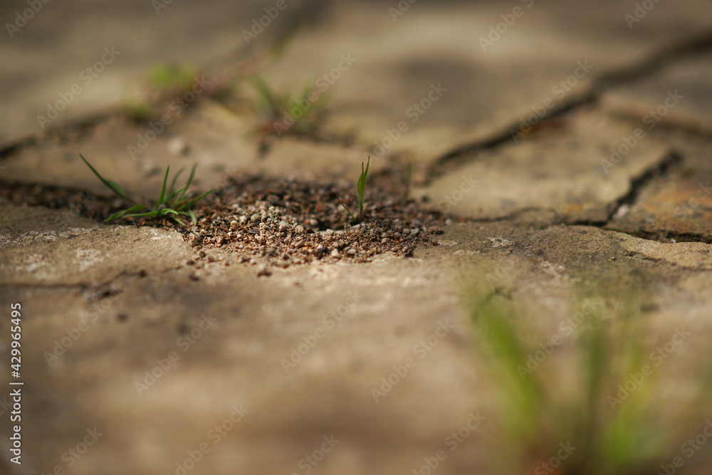 Small nest of ants in the stone floor in the sunny day Small nest of ants in the stone floor in the sunny day