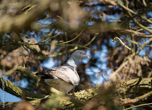 A pigeon perched in between the branches of trees
