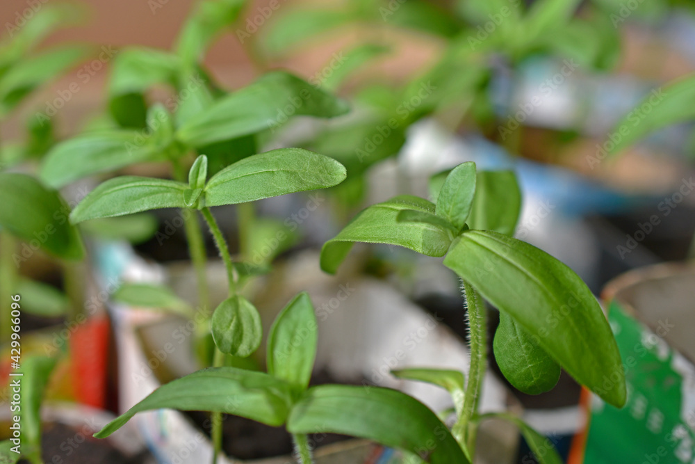 Green shoots flower seedlings in spring in pots Green shoots flower seedlings in spring in pots