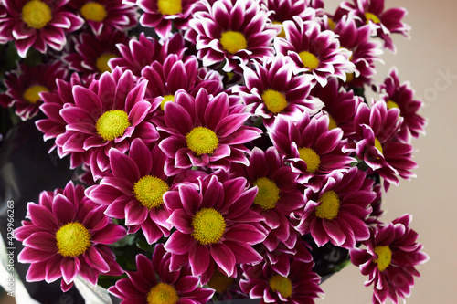 White And Fuchsia Daisies